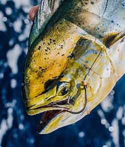 Mustad Ultra-Nor Performance